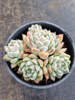 *GLGhybrid(2-271) Echeveria Iria hybrid 伊利亚杂