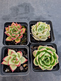 *GLGhybrid(1-1143) Special hybrid pack of 4