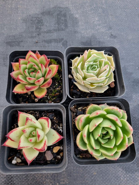 *GLGhybrid(1-1143) Special hybrid pack of 4