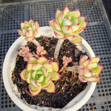 *GLGhybrid(2-62) Echeveria Ballsii Hybrid 灰姑娘杂