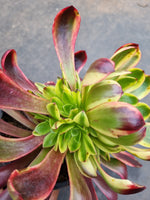 11cm pot Aeonium 'Superbang' 欧嘉莉11cm盆
