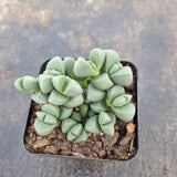 Corpuscularia lehmannii 鹿角海棠