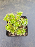 Aeonium Sedifolium x Spathulatum 小人祭