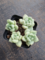*GLGhybrid(1-760) Pachyveria Elaine hybrid 香水杂