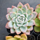 *GLGhybrid(1-498) Special hybrid pack of 4