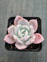 *GLGhybrid(1-408) Echeveria Mexican Giant hybrid 巨人杂