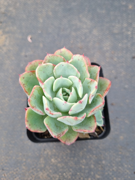 Echeveria Lara