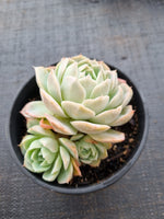*GLGhybrid(2-17) Echeveria Elegans 'Alba' hybrid 白月影杂