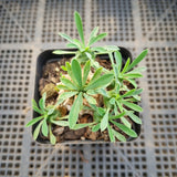 Euphorbia Japonica 'Pineapple Head'