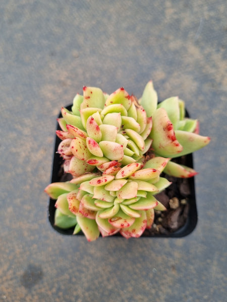 *GLGhybrid(1-1553)  Echeveria Agavoides hybrid Crested 冬云杂缀化