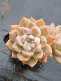*GLGhybrid(1-1516) Graptopetalum Mendozae hybrid 丸姬杂