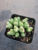 Conophytum  no ID
