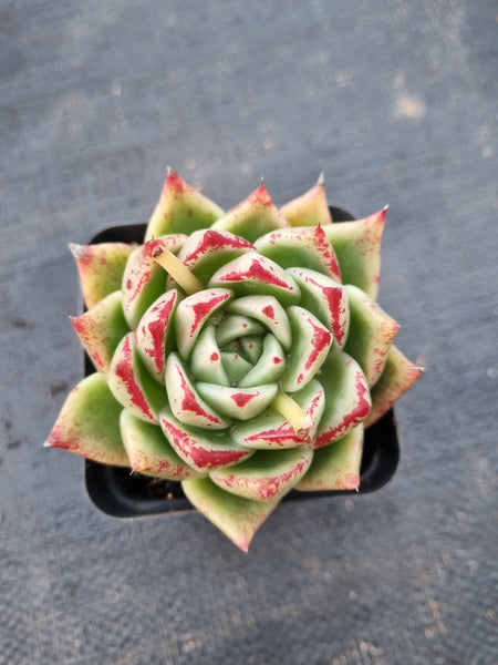 *GLGhybrid(1-987) Echeveria agavoides Ebony hybrid 乌木杂