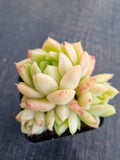 *GLGhybrid(1-842) Echeveria Agavoides hybrid 东云杂