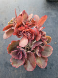11cm pot Echeveria crested no ID 某包菜缀化