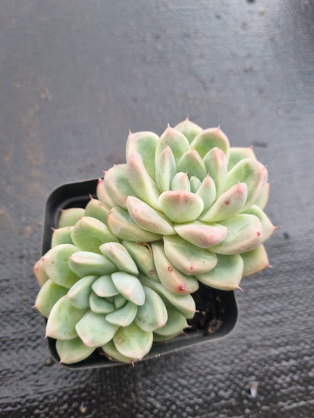 Echeveria Rumengling 如梦令
