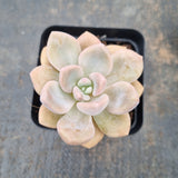 *GLGhybrid - Graptopetalum Mendozae X Ellen 丸姬杂艾伦