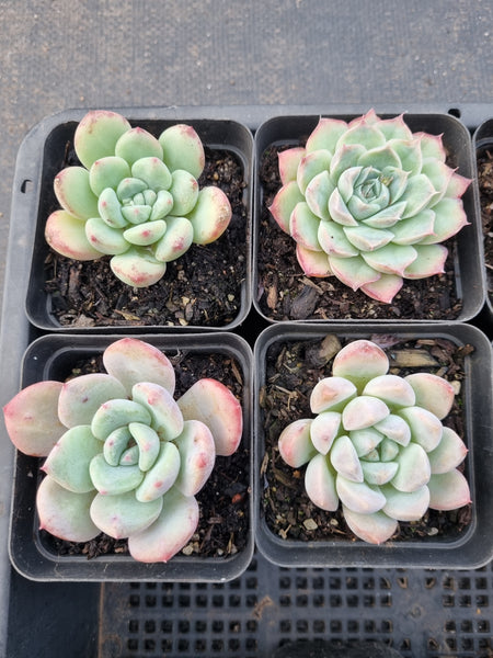 *GLGhybrid(1-906) Special hybrid pack of 4