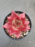Echeveria Romeo Rubin 罗宾