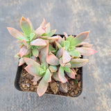 Graptoveria Fred Ives 紫鹤