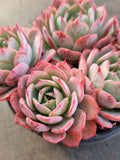 *GLGhybrid(2-53) Echeveria Laulensis hybrid 劳伦斯杂