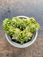 *GLGhybrid(2-119)  Echeveria Agavoides hybrid crested 东云杂缀化