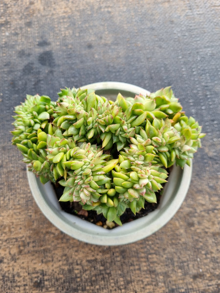 *GLGhybrid(2-119)  Echeveria Agavoides hybrid crested 东云杂缀化