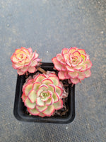 Echeveria sp. (Red Edge) 不知名红边
