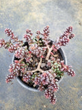 11cm pot Sedum furfuraceum 群毛豆
