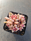 Echeveria Jelly Jam 回声