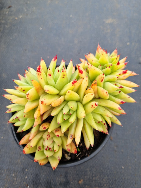 11cm pot Echeveria agavoides Corderoyi f. cristata 虎鲸11cm盆