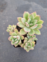 *GLGhybrid(1-1178) Echeveria Ballsii Hybrid 灰姑娘杂