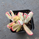 Cotyledon Orbiculata cv. Long Leaf Variegated 棒叶福娘锦