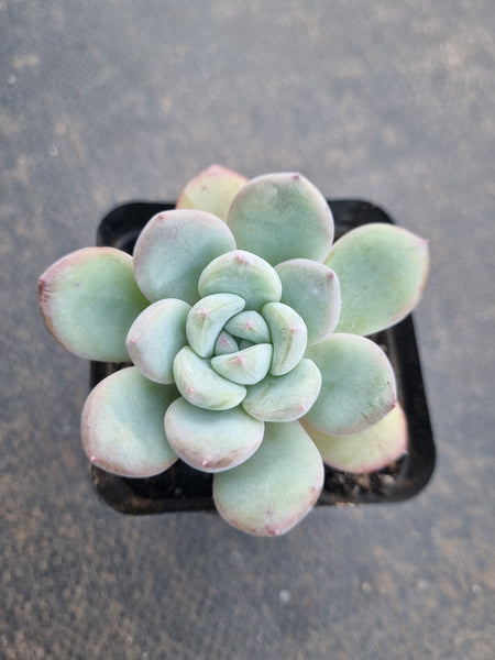 *GLGhybrid(1-800) Pachyveria Elaine hybrid 香水杂