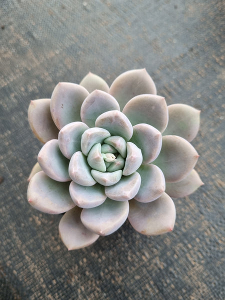 *GLGhybrid(1-758) Echeveria 'Beauty's silhouette' 丽影