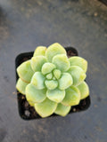 Sedum Treleasei 天使之泪