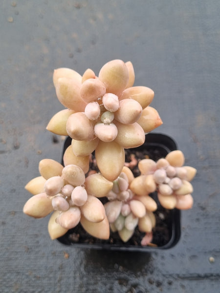 *GLGhybrid(1-1488) Pachyphytum Baby Finger hybrid 婴儿手指杂