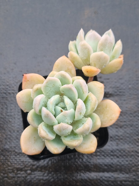 *GLGhybrid(1-1473) Echeveria 'Beauty's Silhouette' 丽影