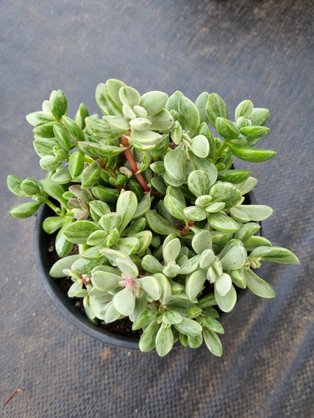 Crassula rogersii variegata 若歌诗锦