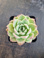 *GLGhybrid(1-1270) Echeveria Colorata hybrid 卡罗拉杂