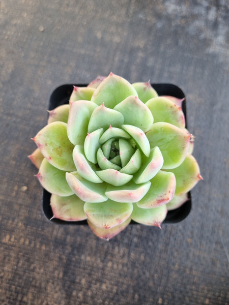 *GLGhybrid(1-1270) Echeveria Colorata hybrid 卡罗拉杂