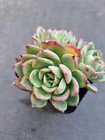*GLGhybrid(1-883) Echeveria Laulensis hybrid 劳伦斯杂