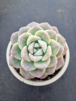 11cm pot Echeveria Ice Green 冰玉11cm盆