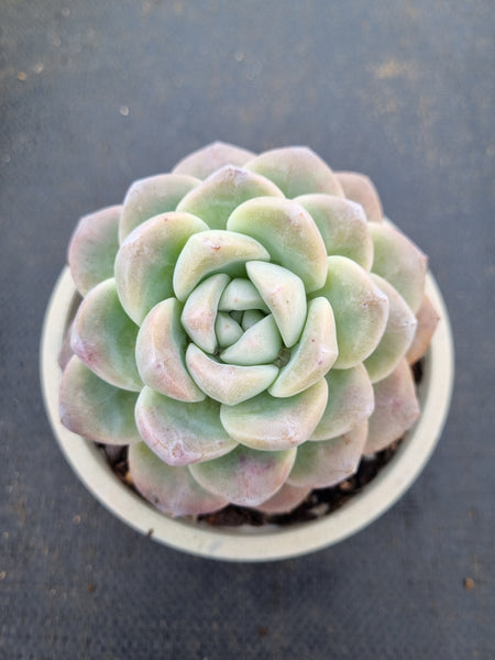 11cm pot Echeveria Ice Green 冰玉11cm盆