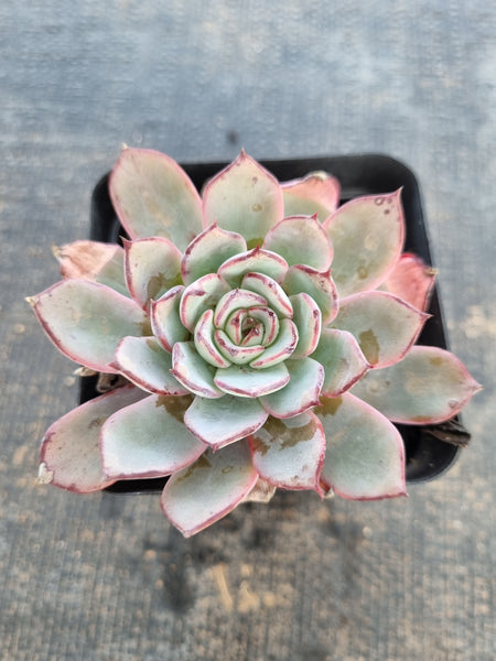 *GLGhybrid(1-151) Echeveria Puebla hybrid 普埃布拉杂