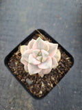 Graptopetalum Paraguayense ssp. Bernalense variegata 美杏锦