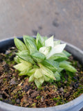 Haworthia varigated no ID 某玉露锦