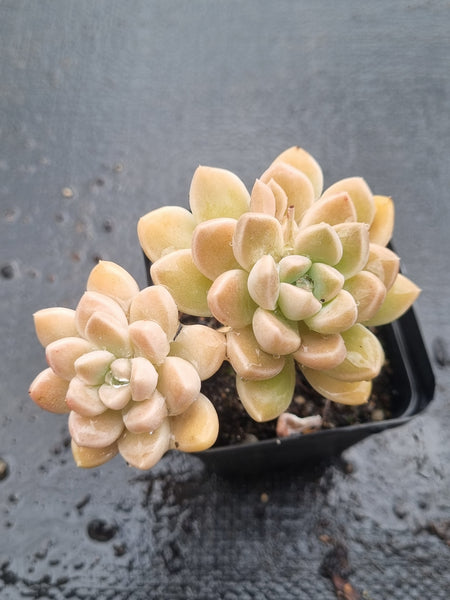 *GLGhybrid(1-1466) Graptopetalum Mendozae hybrid 丸姬杂