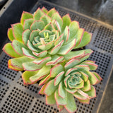*GLGhybrid(2-79) Echeveria Puebla hybrid 普埃布拉杂