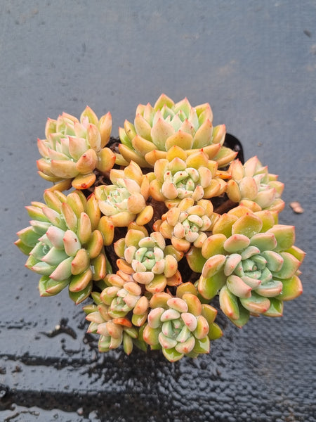 *GLGhybrid(1-1501) Sedum Perezdelarosae hybrid 焦糖精灵杂